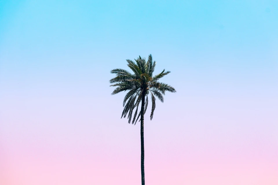 Palm tree campaign artwork
